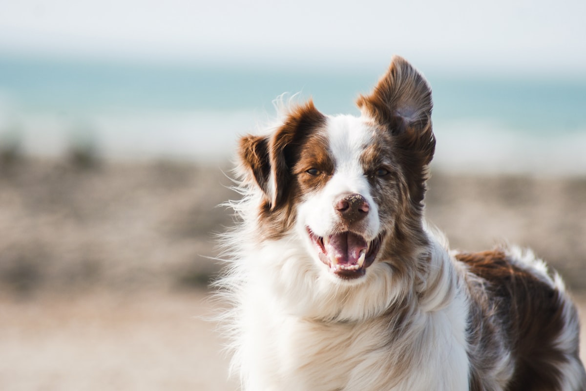 Biscuit, a brown-and-white Australian shepherd mix, smiling on a windy beach