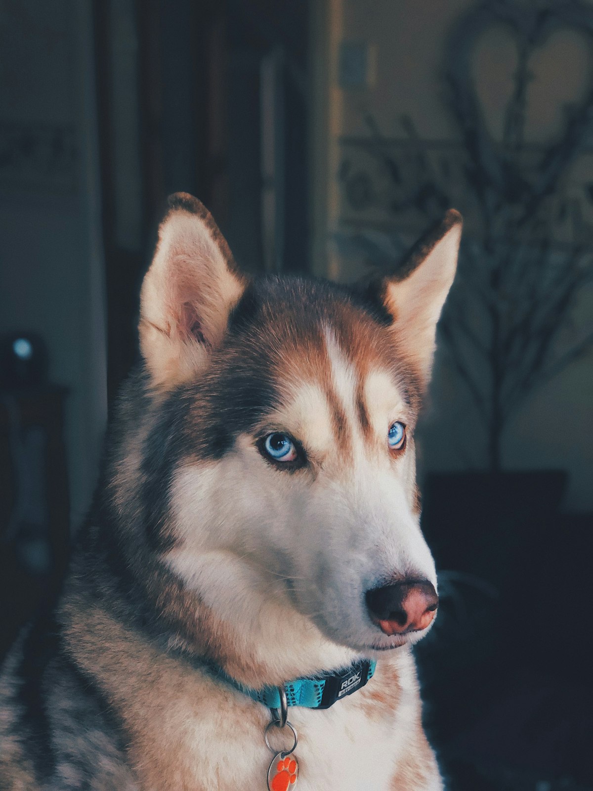 Juno, a copper-and-white husky mix with one striking blue eye, looking out a doorway