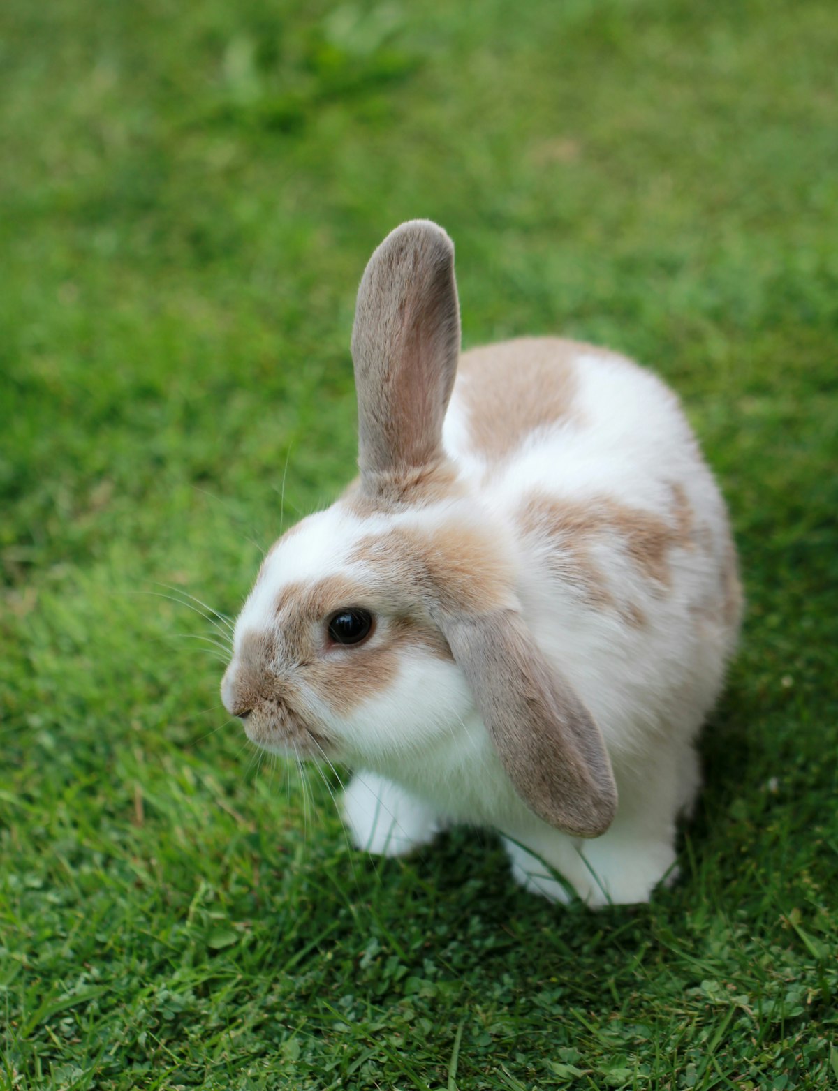 Olive, a tan-and-white lop-eared rabbit sitting upright on grass