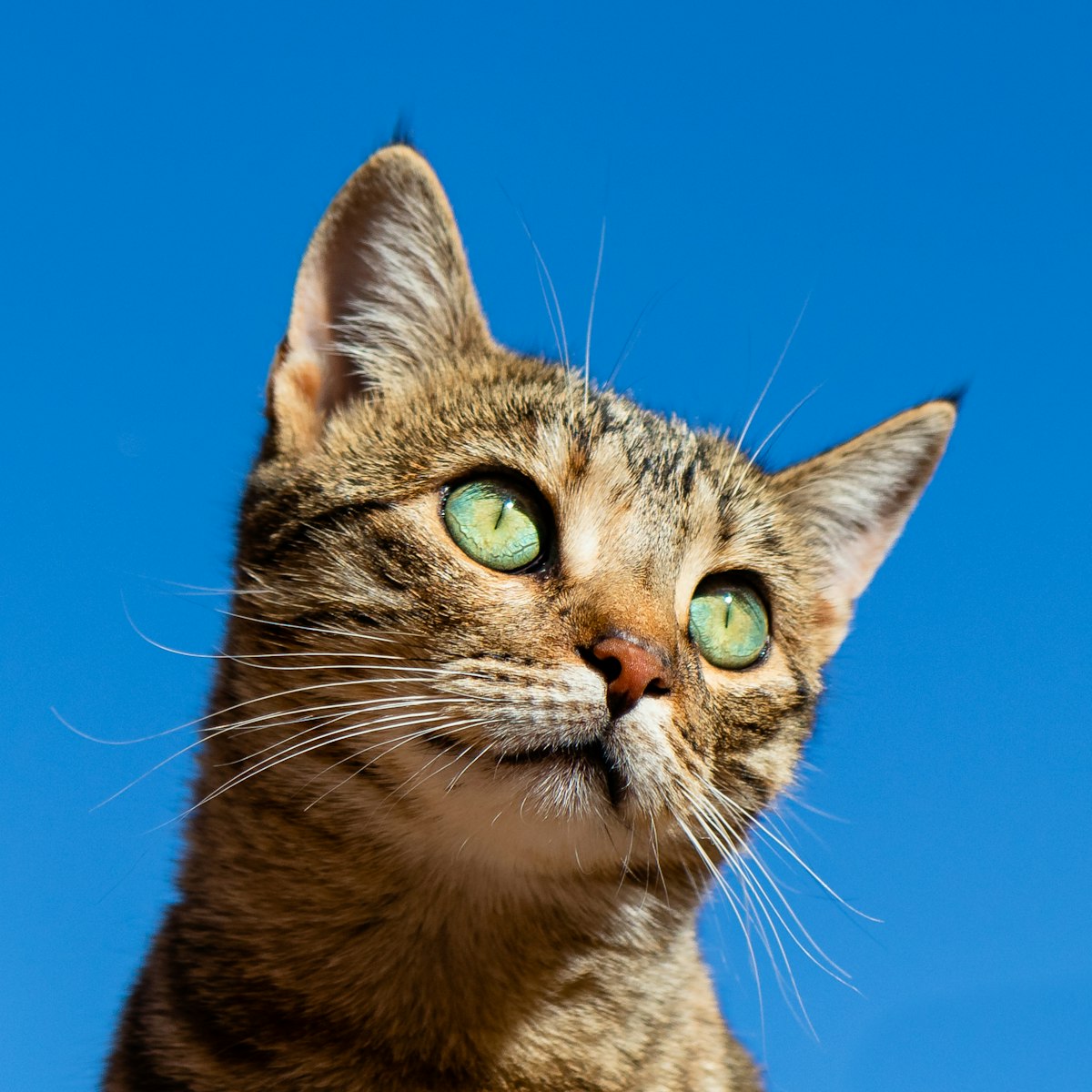 Pepper, a brown tabby cat with green eyes, gazing upward against a blue sky