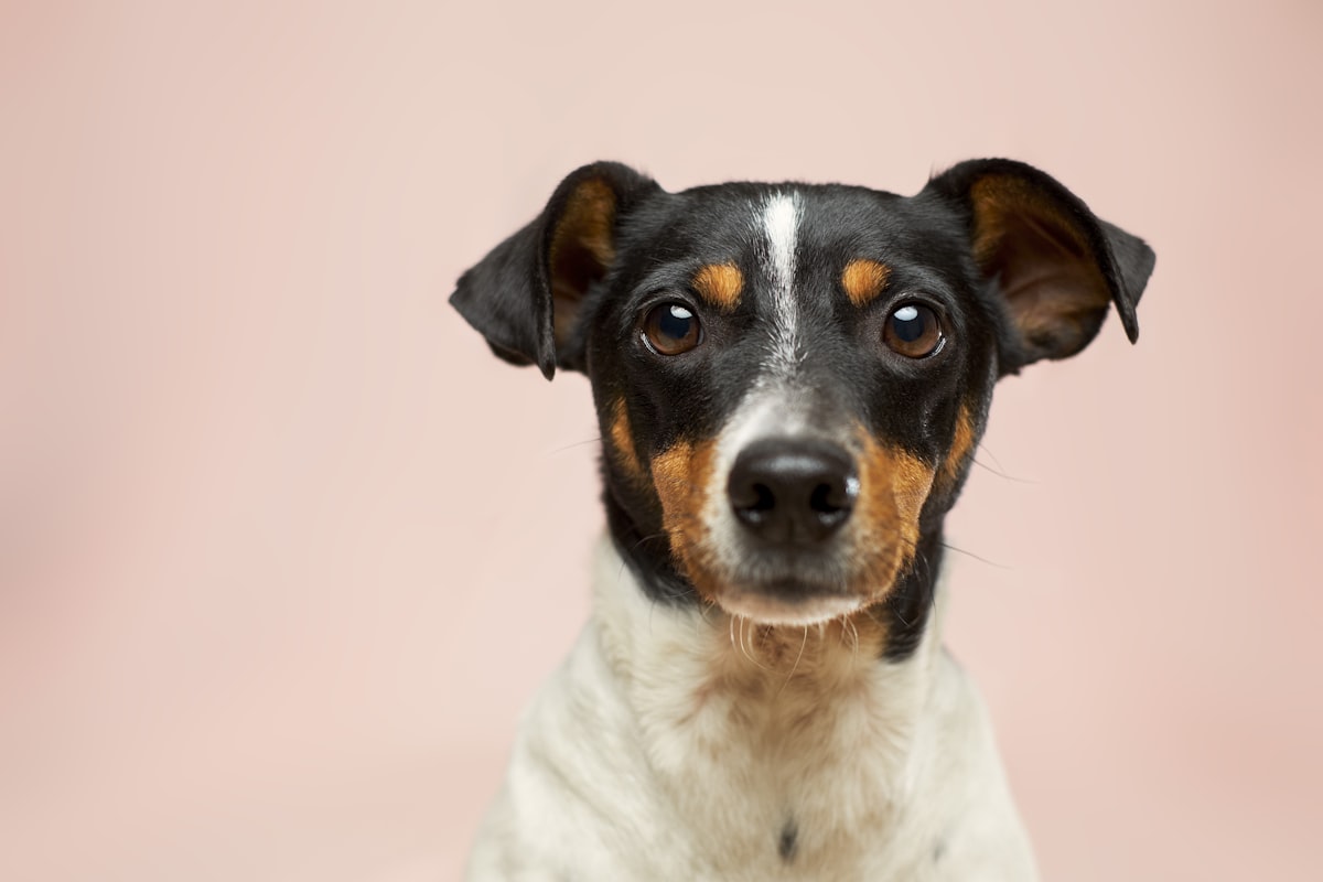 Rufus, a tri-coloured Jack Russell terrier mix, posing against a soft pink background